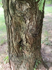 Metasequoia glyptostroboides