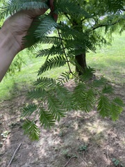 Metasequoia glyptostroboides
