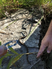 Thamnophis brachystoma