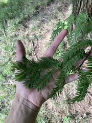 Metasequoia glyptostroboides