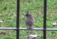 Zonotrichia capensis