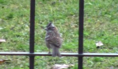 Zonotrichia capensis