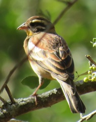 Emberiza flaviventris flaviventris