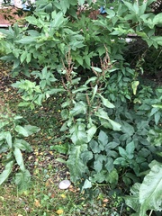 Rumex