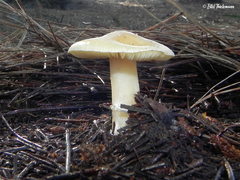Amanita toxica