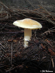 Amanita toxica