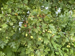 Crataegus