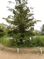Crataegus
