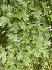 Crataegus