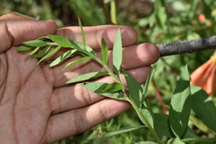 Oenothera organensis