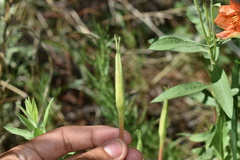 Oenothera organensis