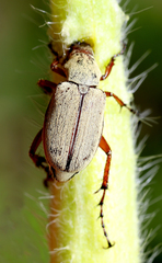 Macrodactylus uniformis