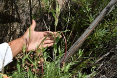 Oenothera organensis