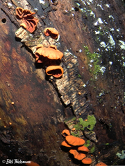 Anthracophyllum discolor