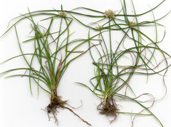 Cyperus tenerrimus