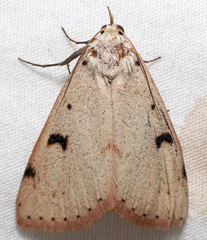 Scolecocampa atriluna