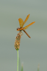 Perithemis tenera
