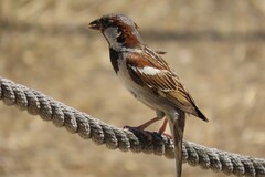 Passer domesticus