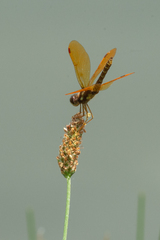Perithemis tenera