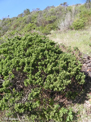 Baccharis vernalis