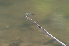 Pachydiplax longipennis