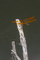 Perithemis tenera