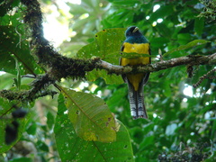 Trogon rufus chrysochloros