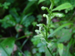 Platanthera devolii
