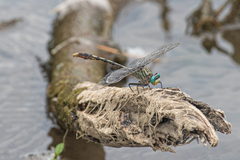 Arigomphus villosipes