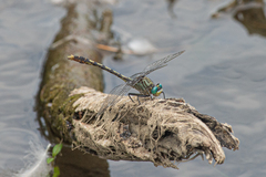 Arigomphus villosipes