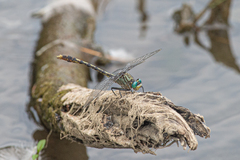 Arigomphus villosipes