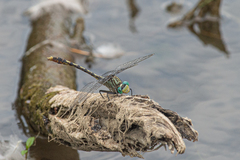 Arigomphus villosipes