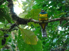 Trogon rufus chrysochloros