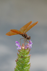 Perithemis tenera