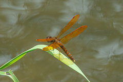 Perithemis tenera