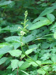 Platanthera devolii