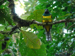 Trogon rufus chrysochloros