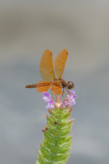 Perithemis tenera