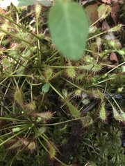 Drosera intermedia