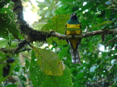 Trogon rufus chrysochloros