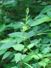 Platanthera devolii