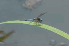 Pachydiplax longipennis