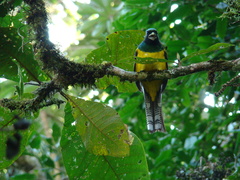 Trogon rufus chrysochloros