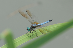 Pachydiplax longipennis