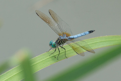 Pachydiplax longipennis