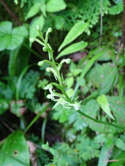 Platanthera devolii
