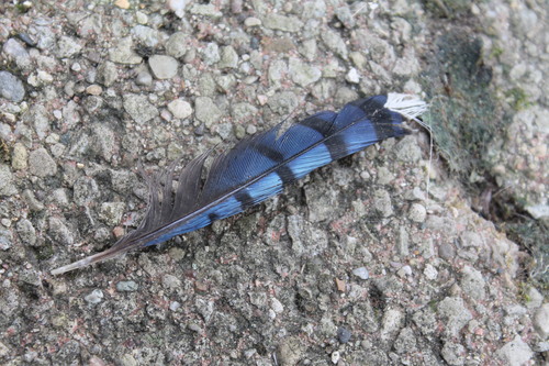 Blue Jay photographed in Indiana