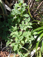 Calceolaria integrifolia