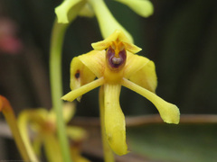 Epidendrum scytocladium