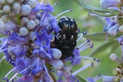 Heterocnemis graeca